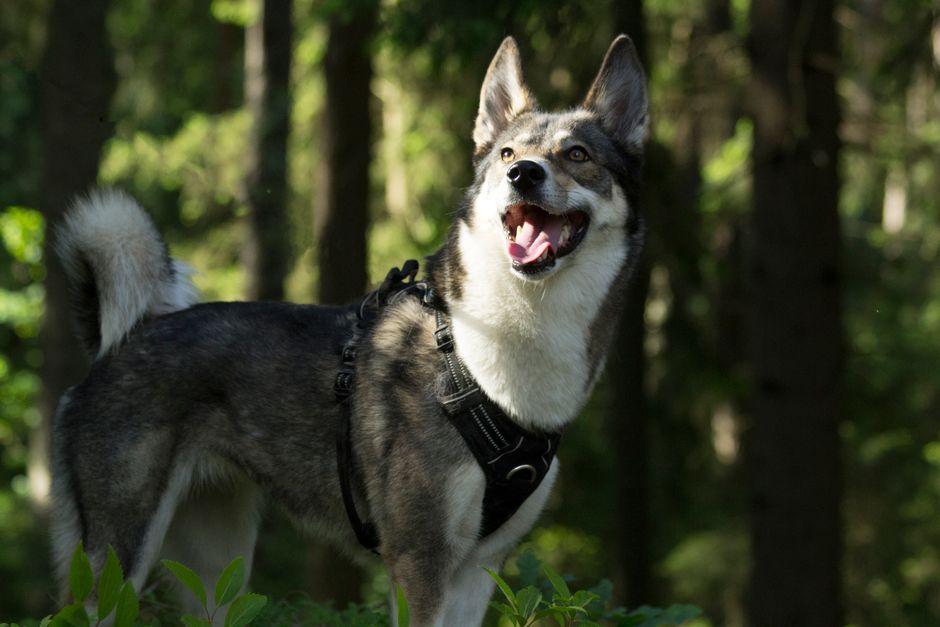 Laika's Wildwood Redefines Animation Techniques