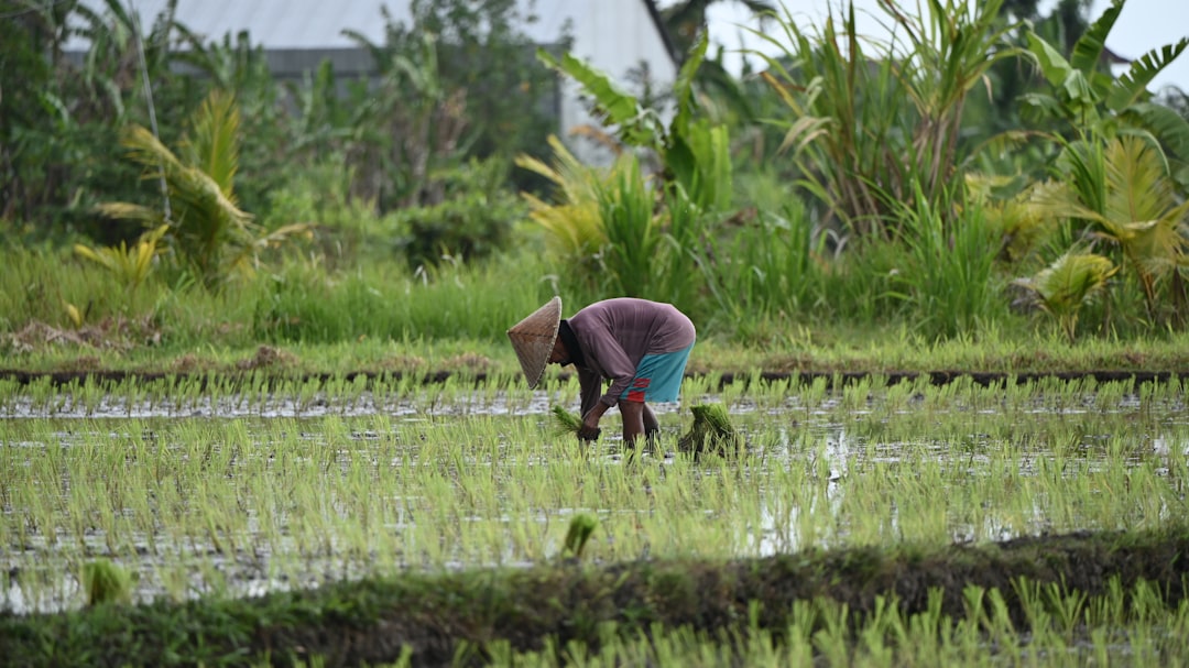 How Indonesia's E20 Bioethanol Push Impacts Biofuel Jobs